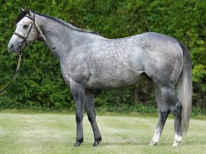 havana-grey-racehorse-stallion